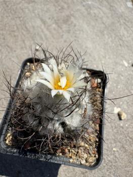 Preview: Turbinicarpus dickisoniae